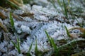 Hoarfrost of green grass on a winters day