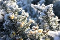 Hoarfrost has covered broom flowers Royalty Free Stock Photo