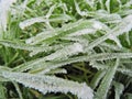 Ice formation on winter wheat leaves in winter.