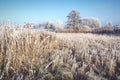 Hoarfrost landscape on Havel River Havelland, Germany Royalty Free Stock Photo