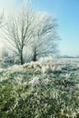 Hoarfrost landscape on Havel River Havelland, Germany Royalty Free Stock Photo