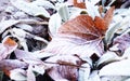 Hoarfrost leaves as background, background, autumn scene. Dry maple leaves, covered with frost, on the ground in the fall