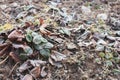 Hoarfrost on leaves, close up. Frost on the ground in early spring. Cold weather. Nature in details. Late autumn landscape. Royalty Free Stock Photo