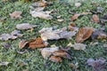 Hoarfrost leaves