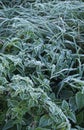 Hoarfrost on the leaves of nettle and sedge grass.