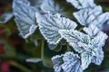 Hoarfrost on leaves. November autumn frost. Frosty plants. Nature creative pattern Royalty Free Stock Photo