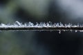 Hoarfrost macro frost on a twig