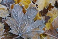 Hoarfrost on maple autumn leaves, on the ground Royalty Free Stock Photo