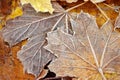 Hoarfrost on maple autumn leaves, on the ground Royalty Free Stock Photo