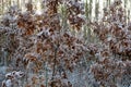 hoarfrost on oak leaves, fairytale winter, Christmas time, Quercus