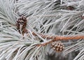 Hoarfrost pine with cones Royalty Free Stock Photo