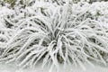Hoarfrost rime ice on twigs of grass along frozen stream Royalty Free Stock Photo
