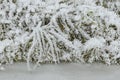 Hoarfrost rime ice on twigs of grass along frozen stream Royalty Free Stock Photo