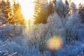 Hoarfrost trees on sunny winter morning Royalty Free Stock Photo