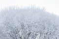 Hoarfrost snow on tree branches at winter