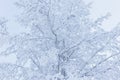 Hoarfrost snow on tree trunk at winter