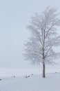 Hoarfrost snow on tree at winter