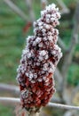 Hoarfrost on a staghorn