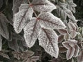 Hoarfrost on tree leaf Royalty Free Stock Photo
