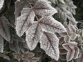 Hoarfrost on tree leaf Royalty Free Stock Photo