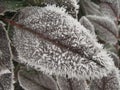 Hoarfrost on tree leaf Royalty Free Stock Photo