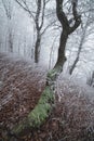 Hoarfrost on trees in the beech fores