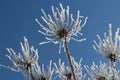 Hoarfrost White flowers against the blue sky Royalty Free Stock Photo