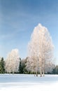 Hoarfrosted birches on snow field Royalty Free Stock Photo