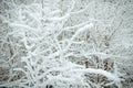 Hoarfrosted branches Royalty Free Stock Photo