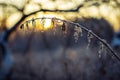 Hoarfrosted herbs on sunset Royalty Free Stock Photo