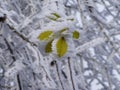 Hoarfrosted leafs. Royalty Free Stock Photo
