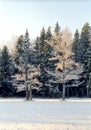 Hoarfrosted oak trees in very cold day Royalty Free Stock Photo