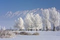 Hoarfrosted Trees Royalty Free Stock Photo