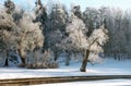 Hoarfrosted trees in winter morning Royalty Free Stock Photo