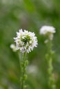 Hoary alyssum Berteroa incana a cluster of white flowers