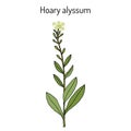 Hoary alyssum Berteroa incana , medicinal plant.