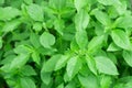 Hoary basil or basilicum in the pot, ingredient for cooking