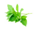 Hoary basil or basilicum on white background, ingredient for coo