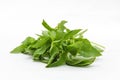 Hoary basil or lemon basil