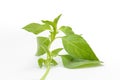 Hoary basil or lemon basil