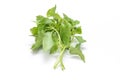 Hoary basil or lemon basil