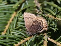 Hoary Elfin Butterfly - Callophrys polios