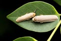 Hoary footman Moth, Eilema caniola Royalty Free Stock Photo