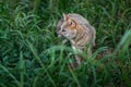 Hoary Fox - Brazilian canid Royalty Free Stock Photo