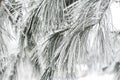 Hoary Frost on Long Evergreen Branches