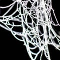 Hoary Frost on Spider Web after Frozen Fog