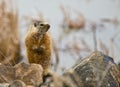 Hoary Marmot #1