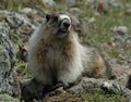 Hoary marmot