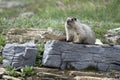 Hoary Marmot Royalty Free Stock Photo