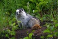 Hoary Marmot Royalty Free Stock Photo